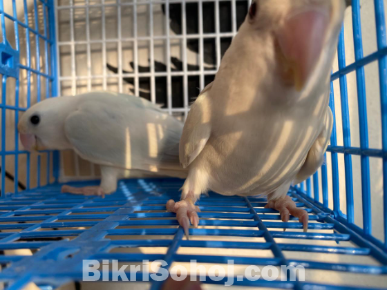 Love bird